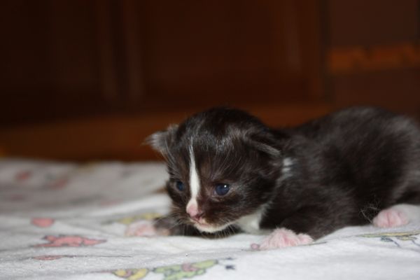 Undercover-Coon´s Gladys Bild 3
