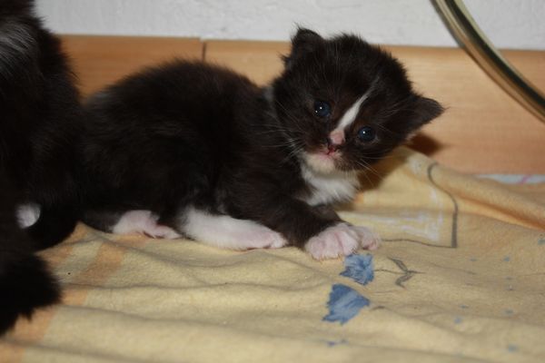 Undercover-Coon´s Gladys Bild 7