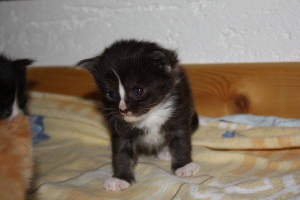 Undercover-Coon´s Gladys Bild 9