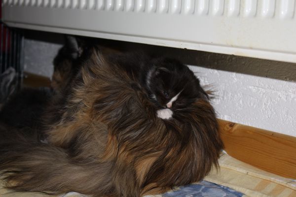 Undercover-Coon´s Gladys Bild 11
