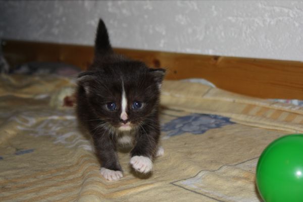 Undercover-Coon´s Gladys Bild 13