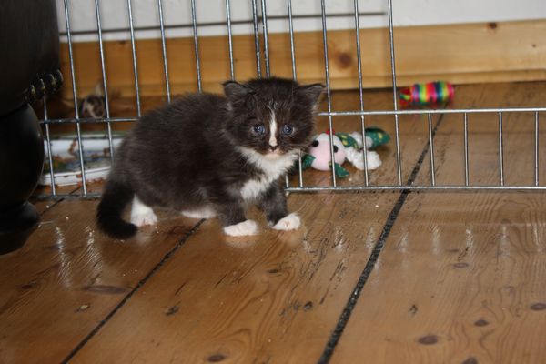 Undercover-Coon´s Gladys Bild 15