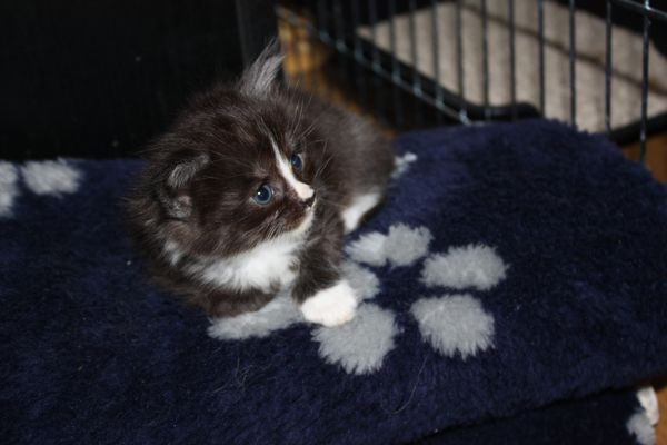 Undercover-Coon´s Gladys Bild 19