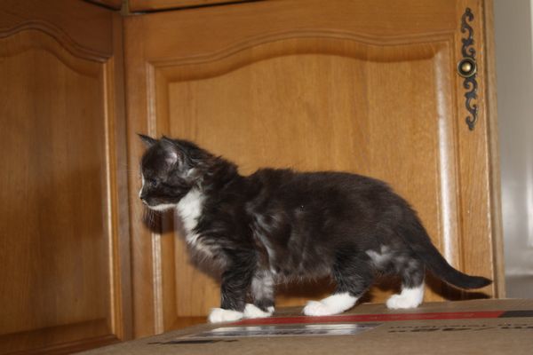 Undercover-Coon´s Gladys Bild 24