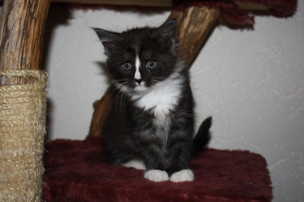 Undercover-Coon´s Gladys Bild 25