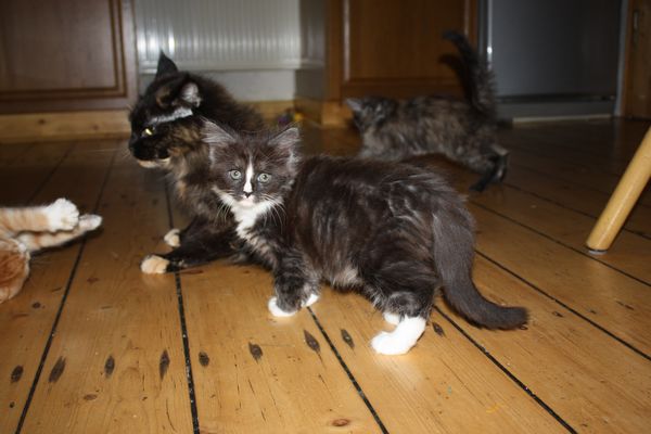 Undercover-Coon´s Gladys Bild 32