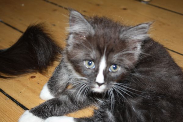Undercover-Coon´s Gladys Bild 35