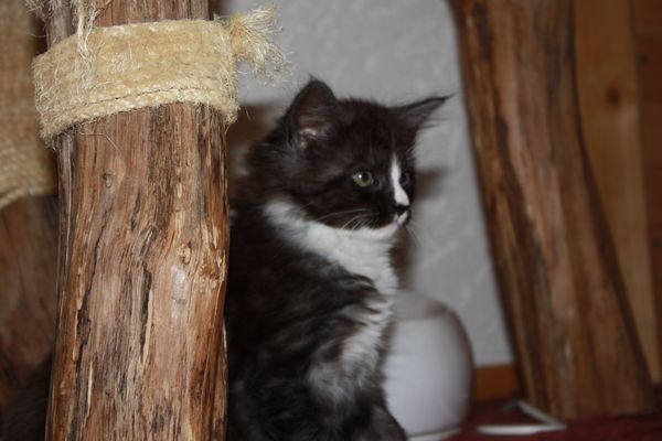 Undercover-Coon´s Gladys Bild 37