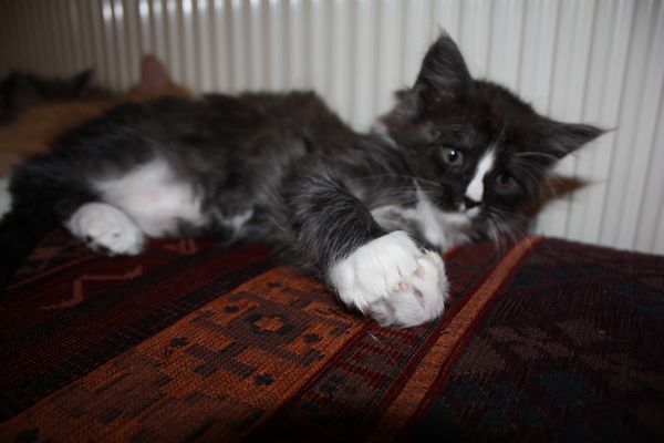 Undercover-Coon´s Gladys Bild 38