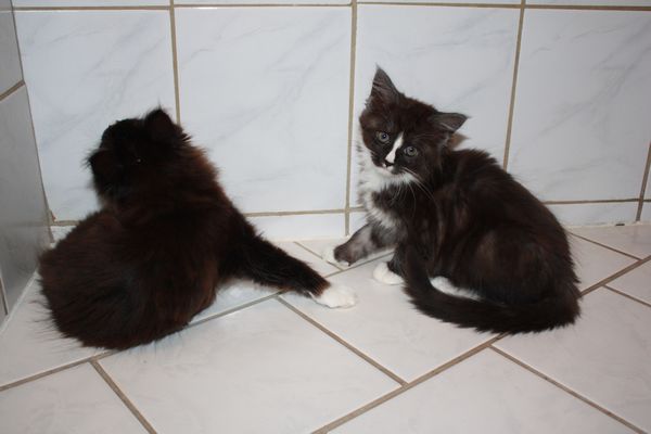 Undercover-Coon´s Gladys Bild 44