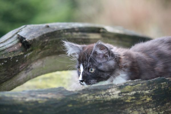 Undercover-Coon´s Gladys Bild 57