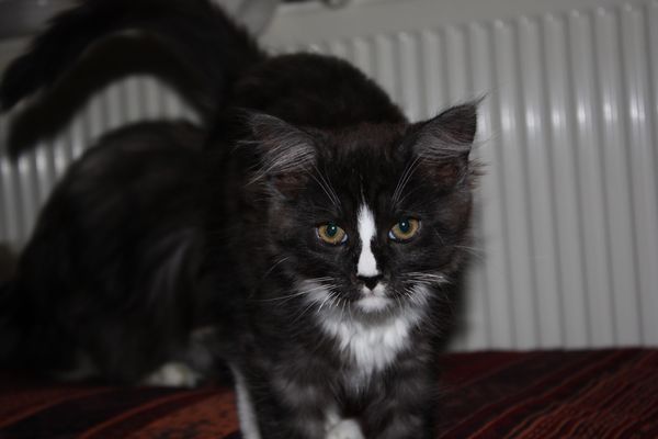 Undercover-Coon´s Gladys Bild 59