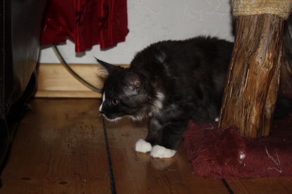 Undercover-Coon´s Gladys Bild 60