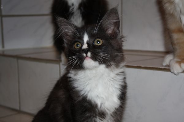 Undercover-Coon´s Gladys Bild 63