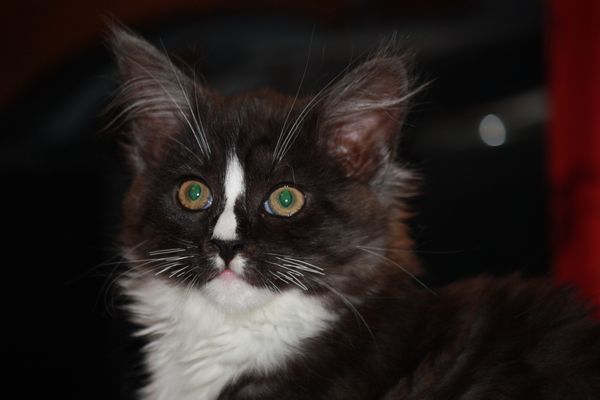 Undercover-Coon´s Gladys Bild 64