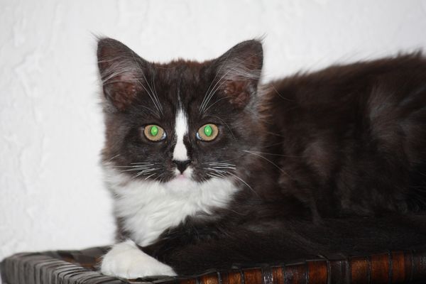 Undercover-Coon´s Gladys Bild 66