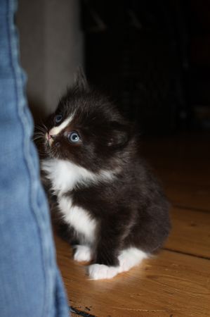 Undercover-Coon´s Grace Bild 23