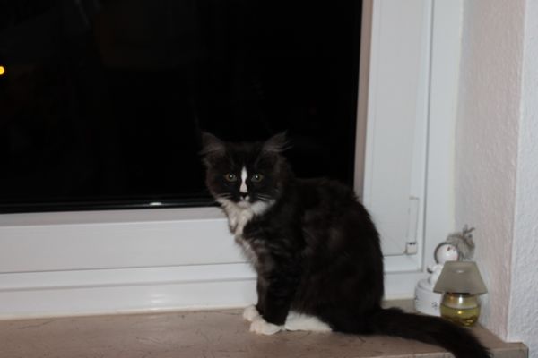 Undercover-Coon´s Baylee (Gladys) Bild 20