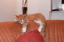 Rufus (Garfield) am 04.02.2011 Bild 1