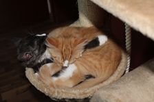 Baylee (Gladys) und Rufus (Garfield) am 08.02.2011 Bild 5
