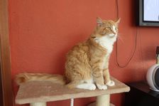 Rufus (Garfield) am 19.04.2011 Bild 9